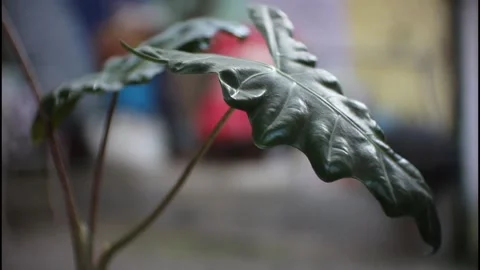 Dark green Video stock 216239577