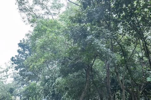 Dark Green Forest Canopy with Dense Leaves Stock Photos