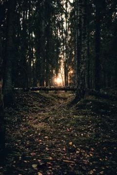 Dark green forest during fall Фото