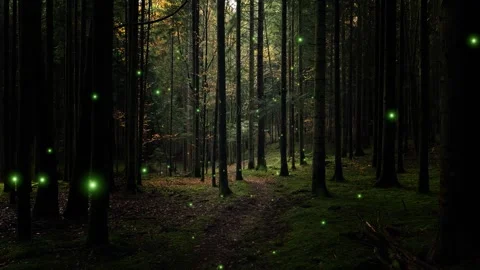 Dark green forest with firefly flying animation Video stock 341293129