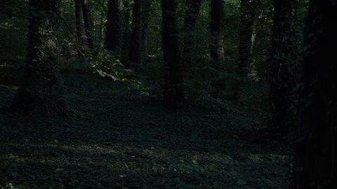 Dark Green forest ivy trees shadows moving Stock Footage 118073254