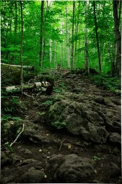 Dark green forest with stone path 스톡 사진