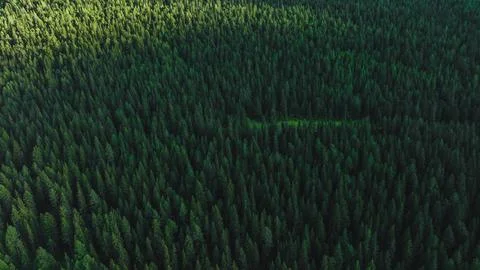 The dark green forest in summer. Trees background. Aerial view Stock Photos
