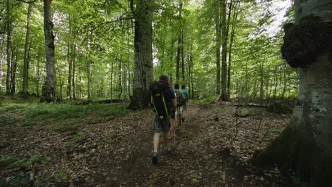 Dark green forest through which group of tourists is moving - athletes with Stock Footage 208887051