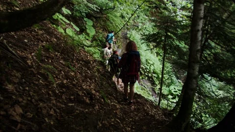 Dark, green forest through which group of athletes and tourists is moving Stock Footage 208891021