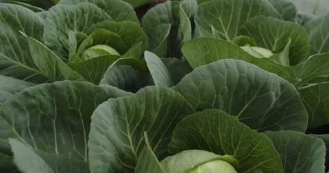 Dark green Fresh cabbage heads growing in soil close up organic farming 3 Stock Footage 329062934