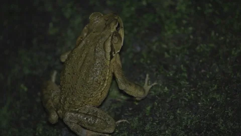 Dark green Frog hiding in a tree 스톡 동영상 109206326