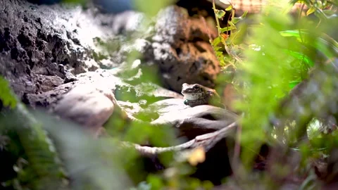 A dark green frog that sits on a stone, taken from the bushes of tropical tr Stock Footage 235956949