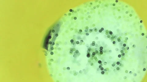 Dark green granules on a light background Video stock 235818027