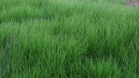 Dark green grass Stock Footage 94871967