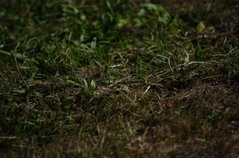 Dark green grass Stock Photos