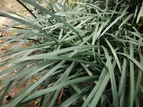 Dark green grass Stock Photos