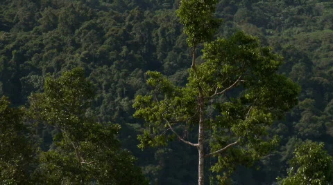 Dark green jungle canopy Stock Footage 609657