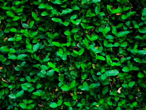Dark green leaf abstract background on the wall. Stock Photos