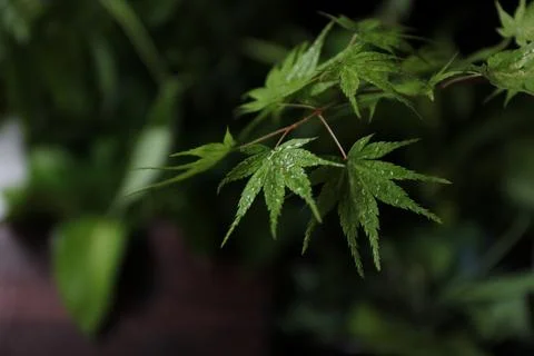 Dark green leaf background close-up Stock Photos