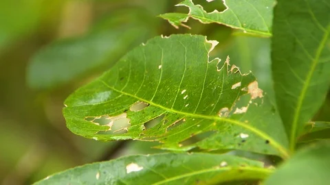 A dark green leaf with holes in it Stock Footage 112352239