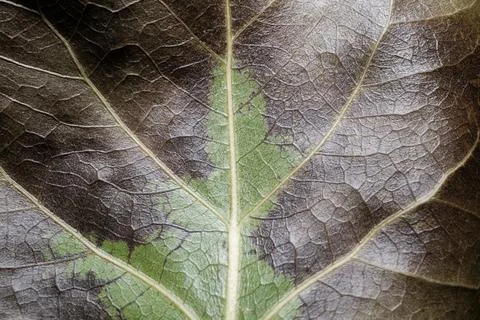 Dark Green Leaf Macro Texture Detail Nature Background Foto stock