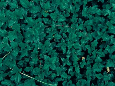 Dark Green Leaf Pattern Background Stock Photos