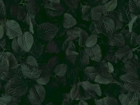 Dark Green Leaf Pattern with Silver Veins, Top-Down Botanical Texture Backg.. Stock Photos