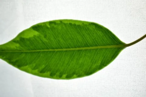 Dark Green Leaf Stock Photos