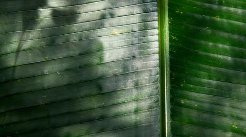 Dark Green Leaf Shadow Play Stock Photos