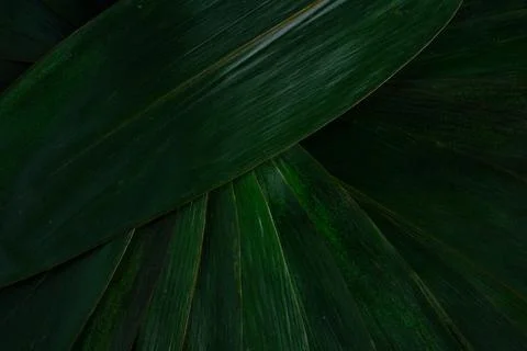 Dark green leaf texture Stock Photos