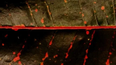 Dark Green Leaf Texture with Red Veins Stock Photos