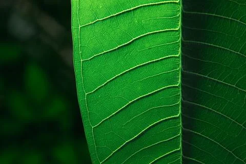 Dark green leaf texture with veins. Stock Photos