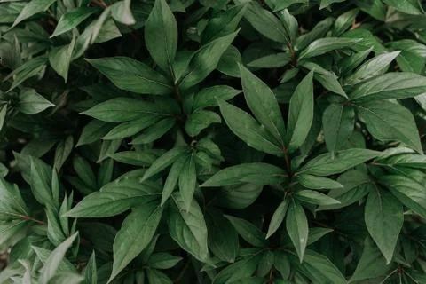 Dark green leafy background wall. peony leaves Stock Photos