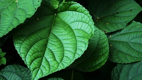 Dark green leaves background Stock Footage 112996132