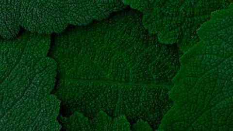 Dark green leaves. Close up 4K Stock Footage 80811057