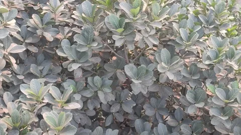 Dark green leaves of the jackfruit trees swayed in the wind.Jackfruit tree .. Stock Footage 241103526