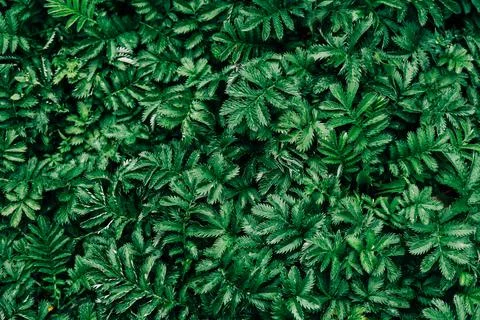 Dark green leaves pattern background, Natural background and wallpaper. Black Stock Photos