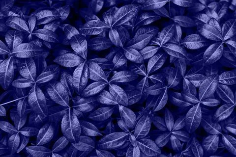 Dark green leaves pattern background, Natural background and wallpaper. Tropical Stock Photos