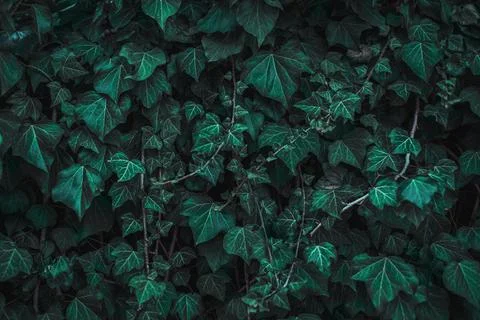 Dark green leaves pattern background, Natural backgroun, wallpaper Stock Photos