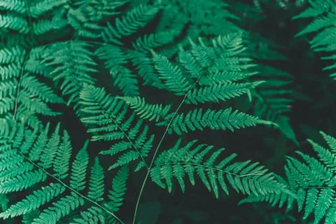 Dark green leaves with rain drops background. Natural textured foliage. Lush Stock Photos