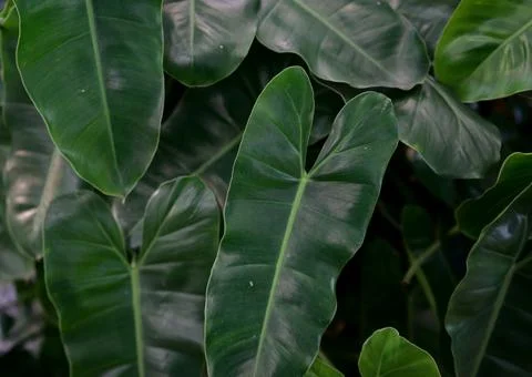 Dark green leaves texture background. Stock Photos