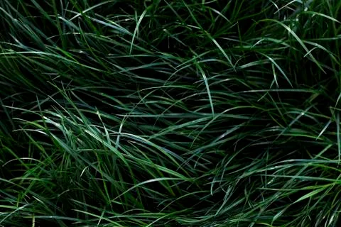 The dark green long grass is tilted to the left Stock Photos