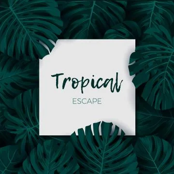 Dark green minimalistic vector design with exotic monstera palm leaves. 库存插图