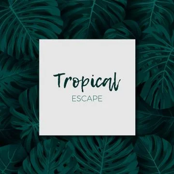 Dark green minimalistic vector design with exotic monstera palm leaves. イラスト素材