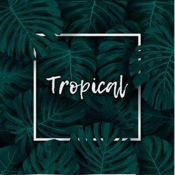 Dark green minimalistic vector design with exotic monstera palm leaves. 库存插图