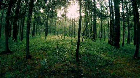 Dark green mixed forest. Camera movement among the trees Stock Footage 93751527