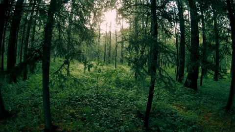 Dark green mixed forest. Camera movement among the trees Stock Footage 93752071