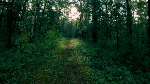 Dark green mixed forest. Walk along the forest path Video stock 93752336