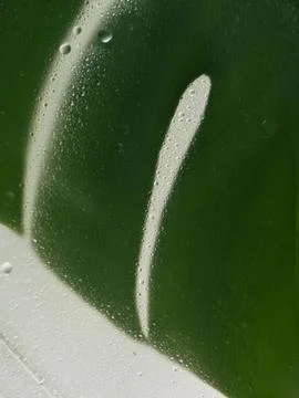Dark green monstera leaf behind frosted glass with droplets Stock Photos