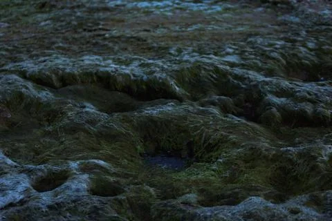 Dark green moss and algae forming a dense textured carpet across wet, undul.. Stock Photos