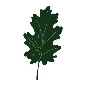Dark green oak leaf vector autumn illustration isolated on white Stock Illustration