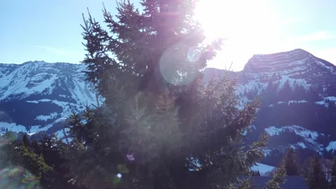 Dark green pine tree on swiss mountainside with light rays shining through Video stock 167983356