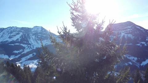 Dark green pine tree on Swiss mountainside with light rays shining through Video stock 167983359
