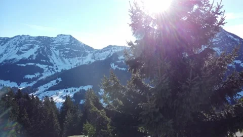 Dark green pine tree on Swiss mountainside with light rays shining through Video stock 167983366